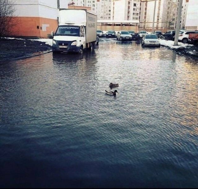 Прикольные картинки