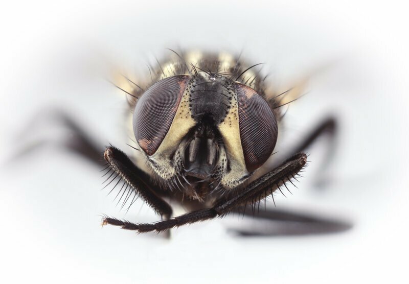 Почему мухи потирают лапки друг о друга?