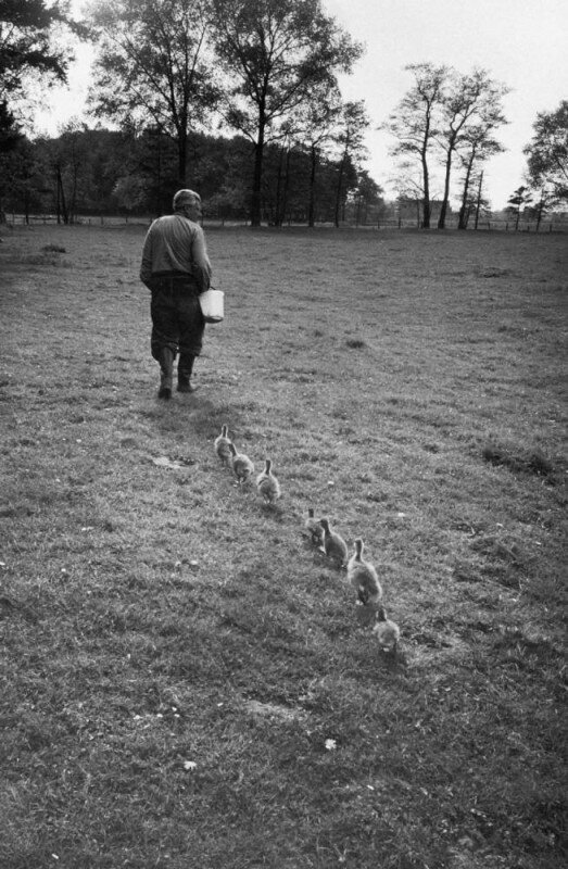 Доктор Конрад Лоренц, венский ученый и специалист по поведению животных, с гусятами, которые принимают его за свою маму, 1 июня 1955 года
