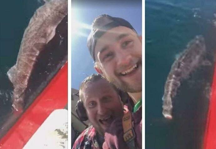На видео мы видим акулу, пойманную в ловушку двумя рыбаками. Но вместо того, чтобы помочь ей освободиться, мужчины почему-то решили садистски замучить рыбу, снимая всё это на камеру и смеясь над ее тяжелым положением