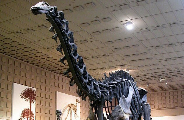 Бронтозавр действительно существовал