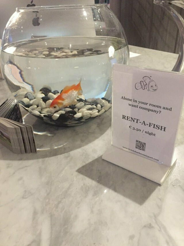 Этот европейский отель предлагает напрокат рыбку для тех путешественников, кто чувствует себя одиноко