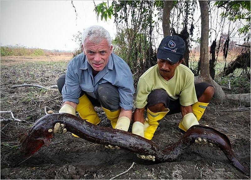 Электрический угорь из реки Амазонка, который может вырастать до 2,4 м в длину и весить до 19 кг.