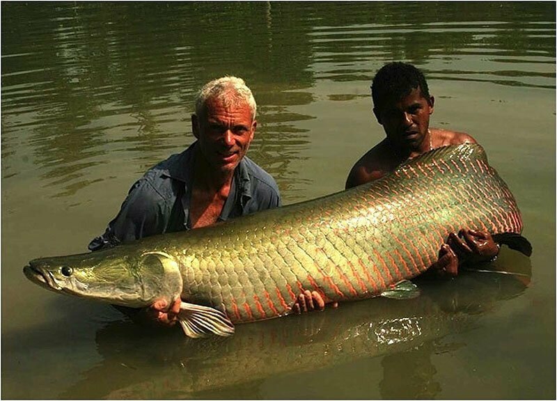 68-килограммовая арапайма, пойманная в озере Рио Мадериа в Бразилии.