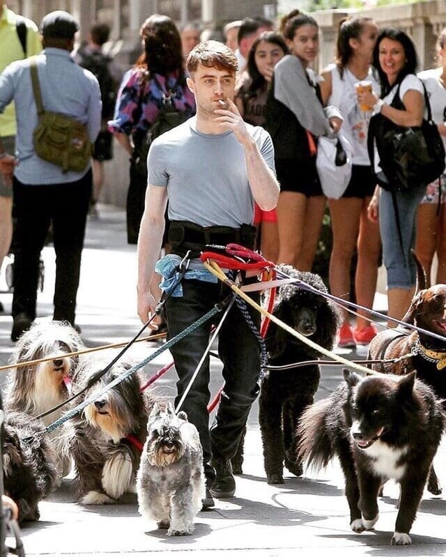 Дэниэл Рэдклифф прогуливался со стаей собак и стал героем фотошоп-сражения