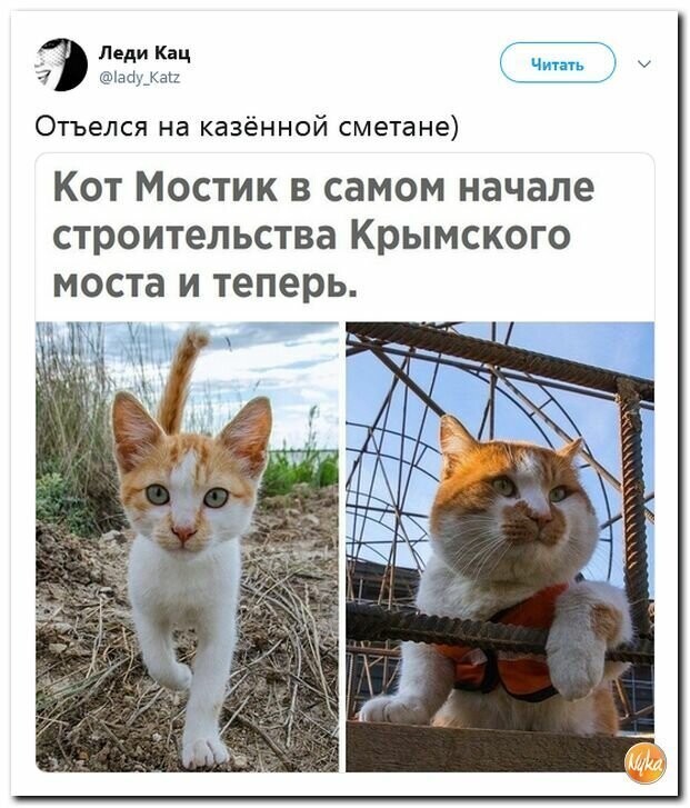 Политические картинки