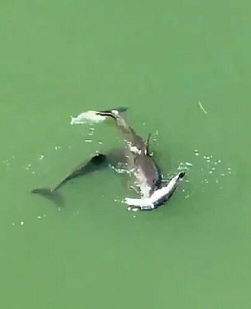 Трогательное видео: дельфиниха не может смириться со смертью детеныша