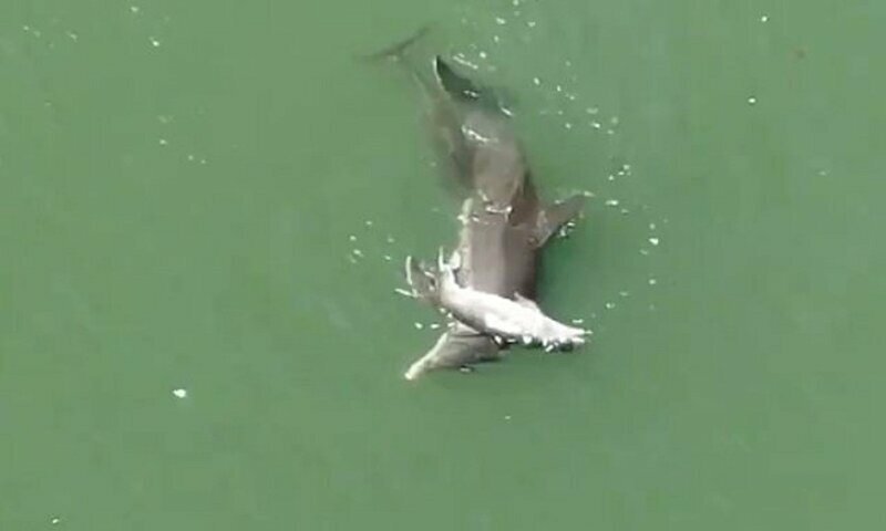 Трогательное видео: дельфиниха не может смириться со смертью детеныша