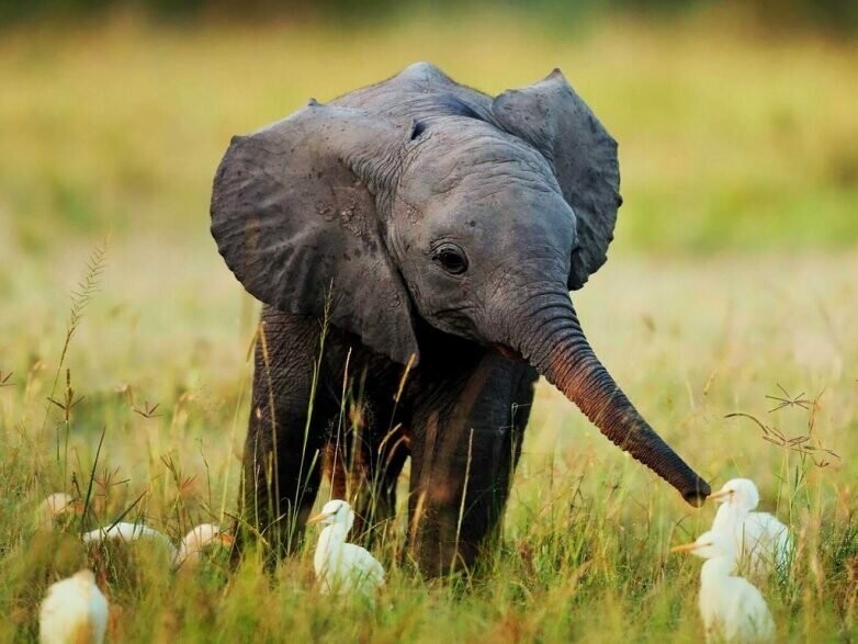 Просто щедрый милый слоненок