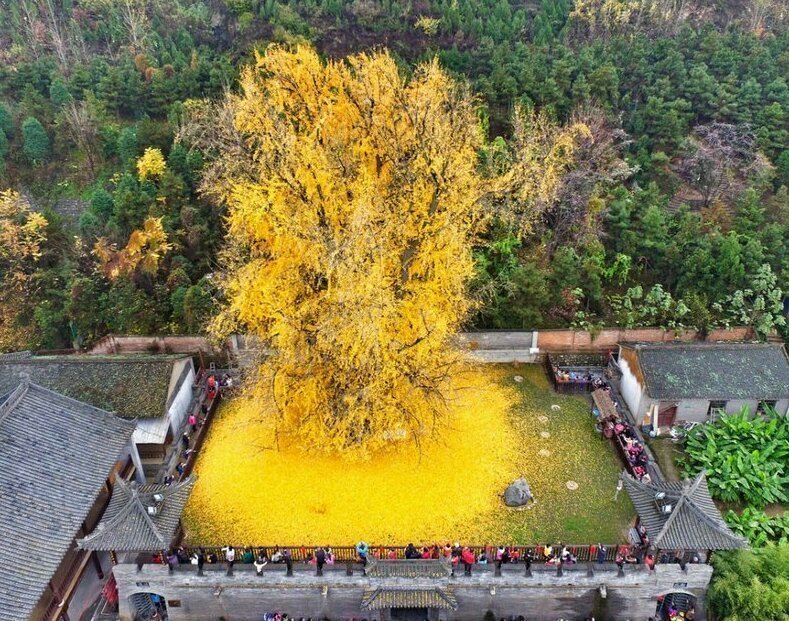 11. В Китае есть древнее дерево гинко, которому больше 1000 лет. Осенью оно превращает землю под собой в желтое покрывало. Тысячи туристов ежегодно съезжаются, чтобы полюбоваться чудом природы