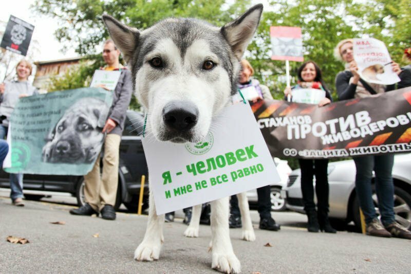 Догхантершу из Санкт-Петербурга накормили собственной отравой