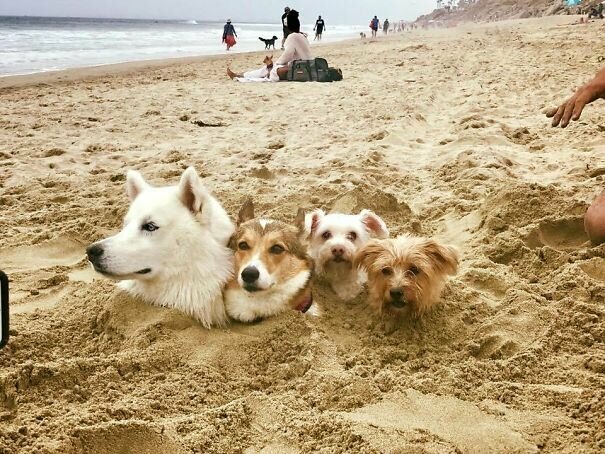 Песчаные псы