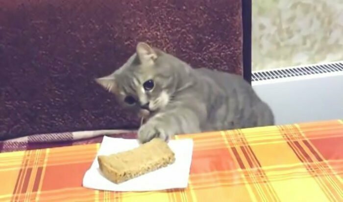 Наконец-то стало известно, почему кошки едят хлеб!