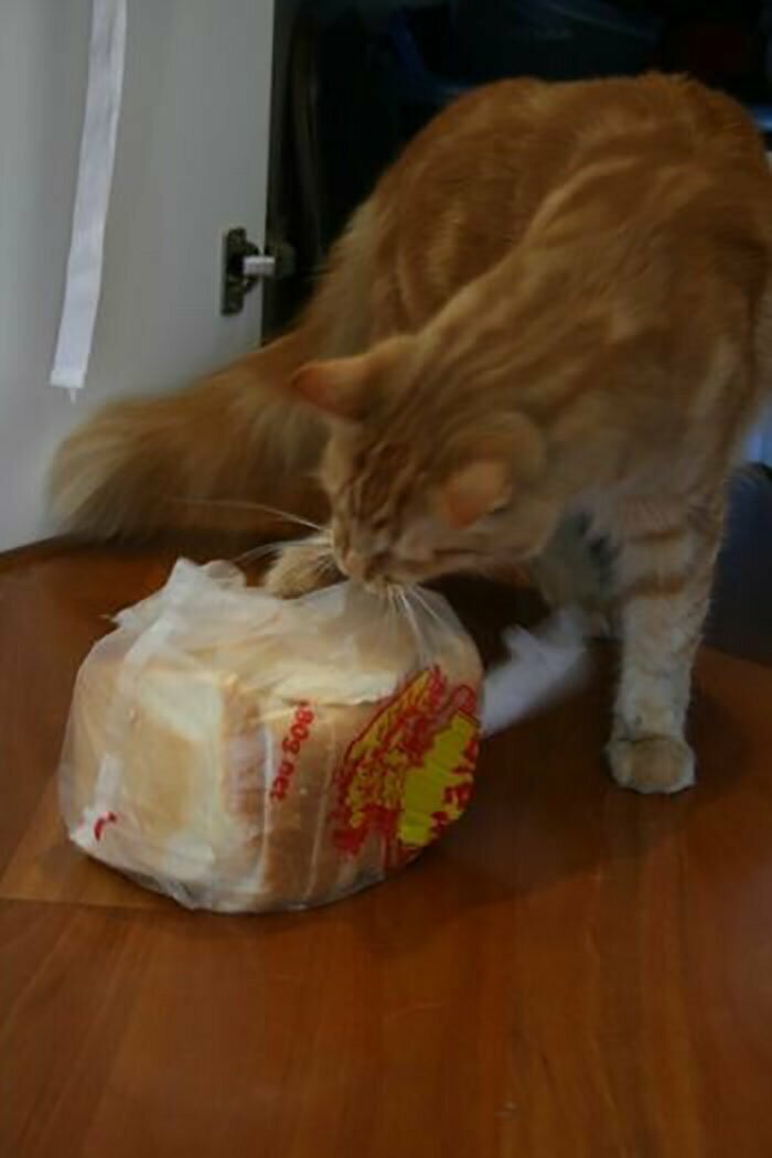 Наконец-то стало известно, почему кошки едят хлеб!