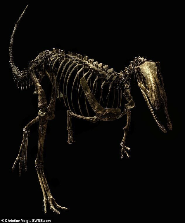 Скелет элафрозавра в Берлинском музее естественной истории, Германия
