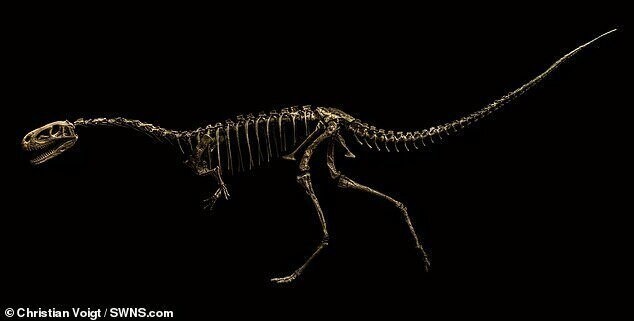 Скелет дисалотозавра в Берлинском музее естественной истории, Германия