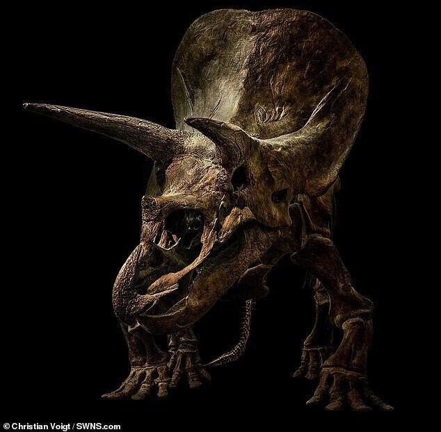 Скелет трицератопса в музее Зенкенберга, Германия