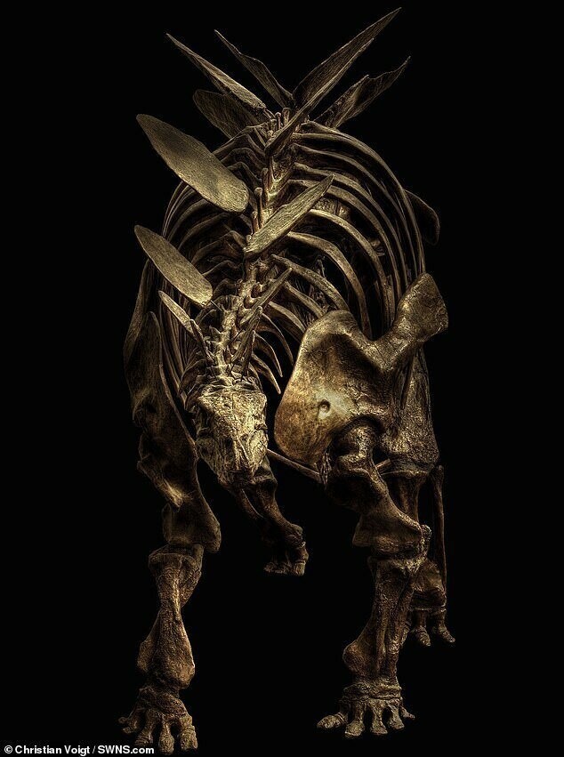 Скелет стегозавра в музее Зенкенберга, Германия