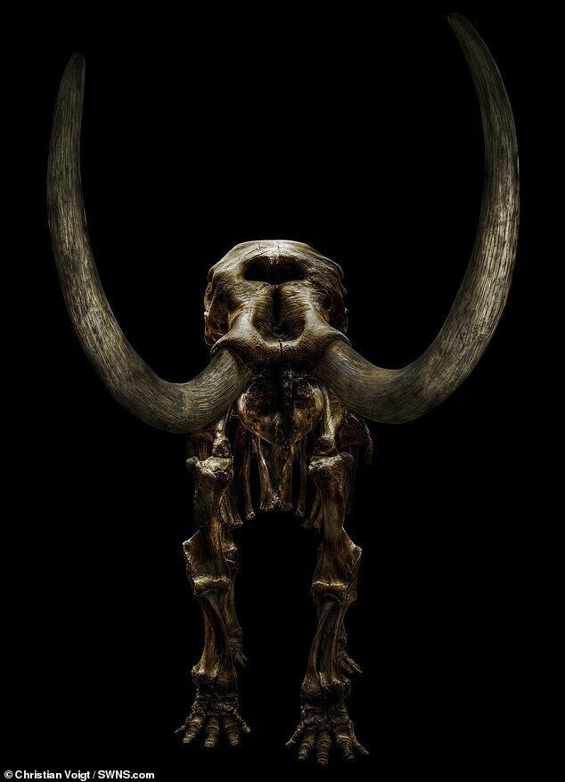Скелет американского мастодонта в Берлинском музее естественной истории, Германия