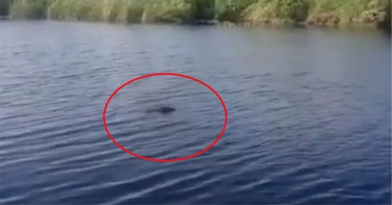 Астраханцев напугал плавающий в реке крокодил