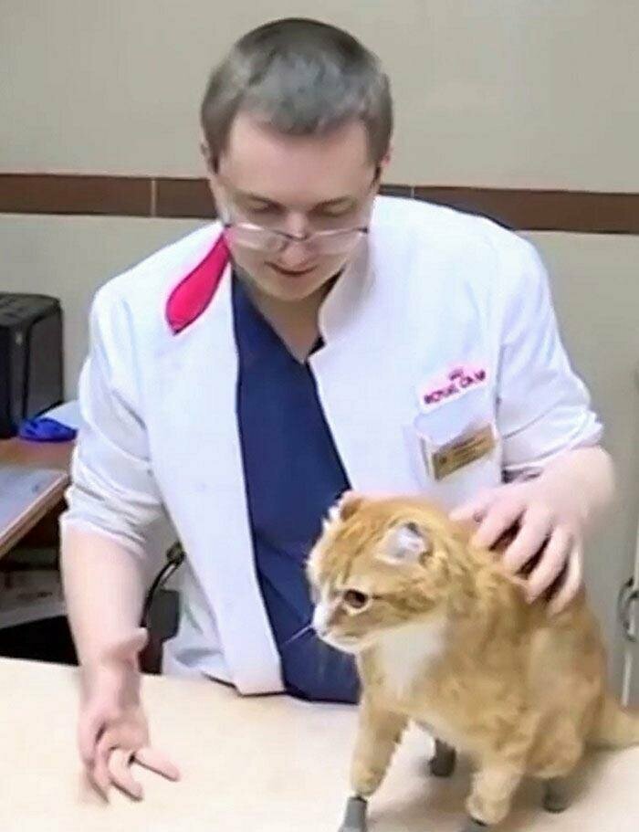 Сергей Горшков сказал, что протезы не мешают животным и они не считают их инородными предметами, не грызут и не вылизывают их