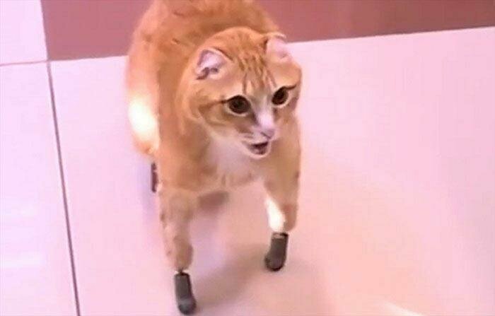 Русский кот Рыжик, отморозивший все 4 лапы, получил протезы и теперь может ходить