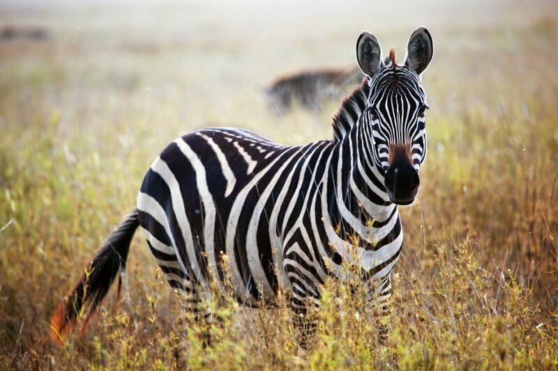 Почему зебра полосатая?
