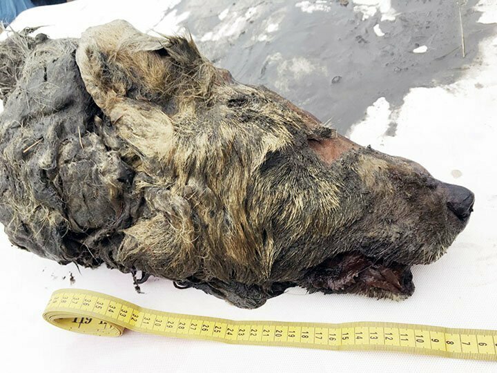 Волк, чей густой мамонтоподобный мех и впечатляющие клыки сохранились, был взрослой особью, погибшей в возрасте двух - четырех лет