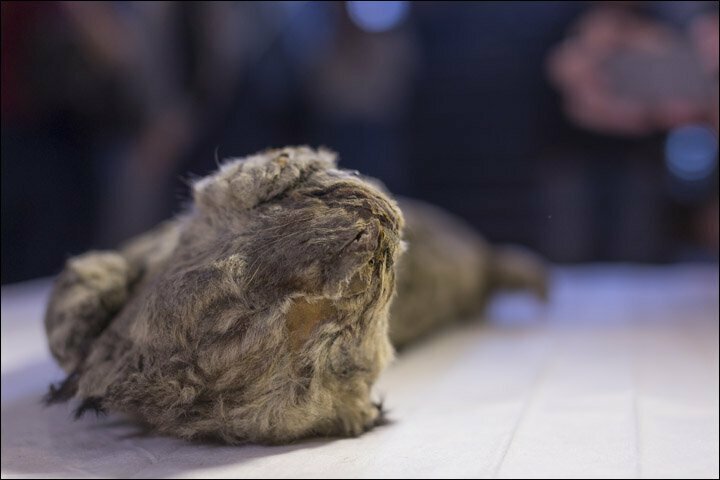 В Якутии обнаружена голова волка возрастом 40 тысяч лет