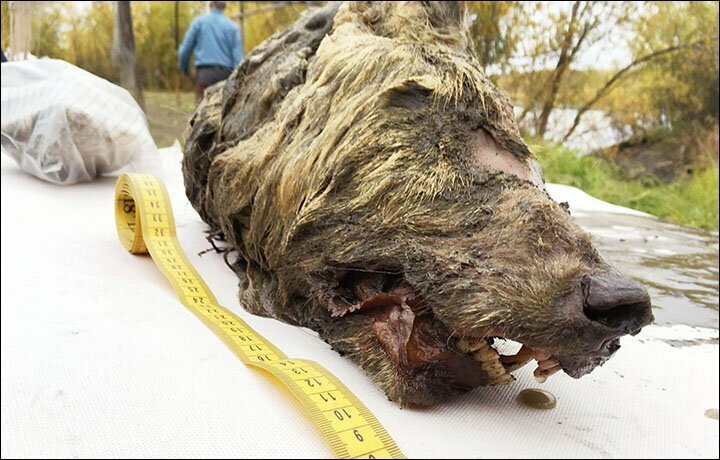 Длина головы плейстоценового волка - 40 см, что составляет примерно половину длины тела современного волка