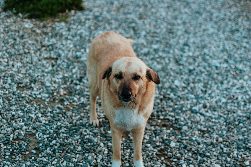 собака на улице летом. выгул собачки. уборка за собаками на улице. бродячие собаки в городе. убирать за собакой на улице.