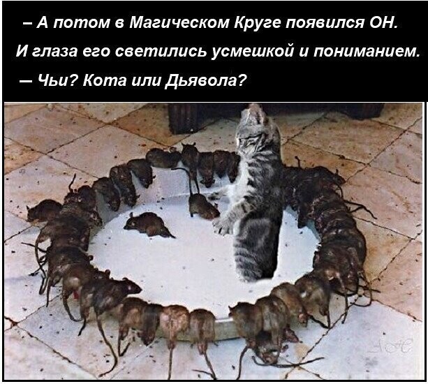 Котопост