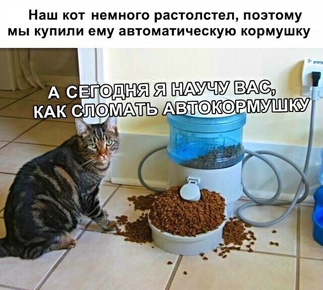 Котопост