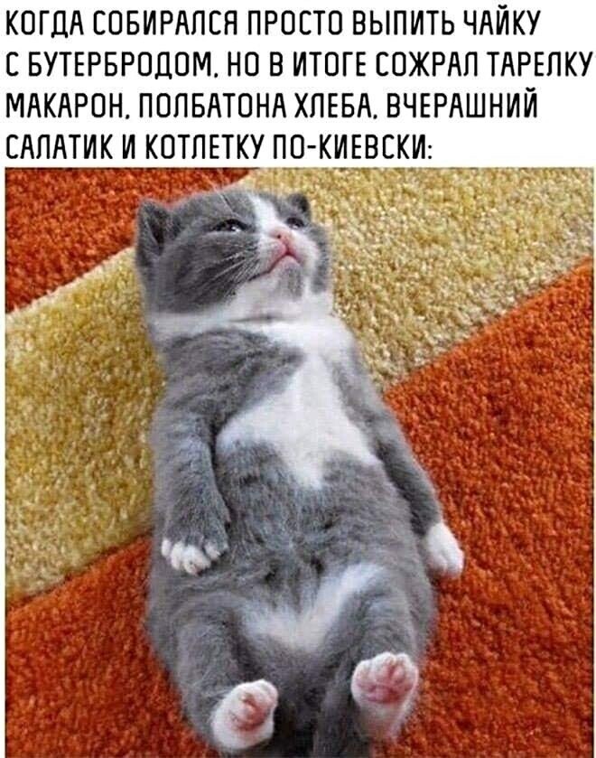 Котопост