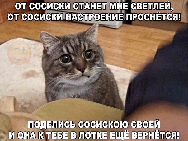 Котопост