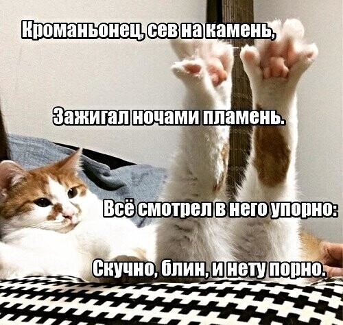 Котопост