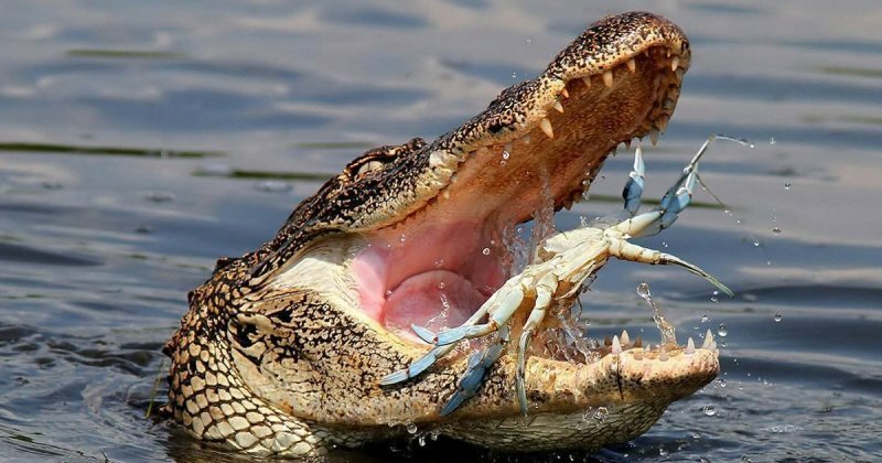 Как выглядит завтрак крокодила