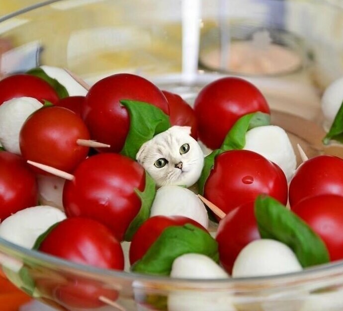 Забавный фотопроект Ксении Змановской "Кошки в еде"