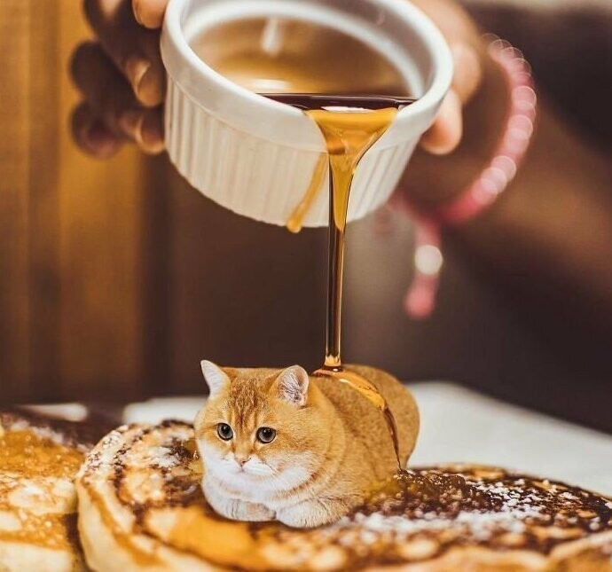 Забавный фотопроект Ксении Змановской "Кошки в еде"