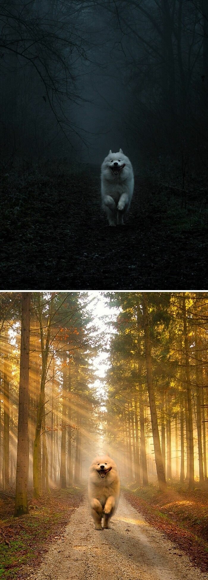 7. Собака в лесу