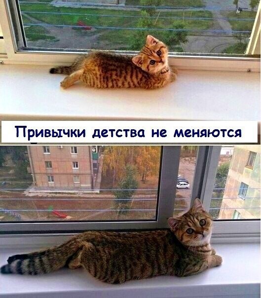 Котопост