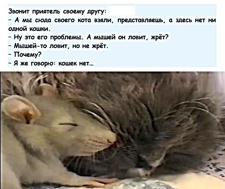 Котопост