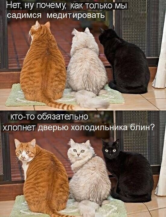 Котопост