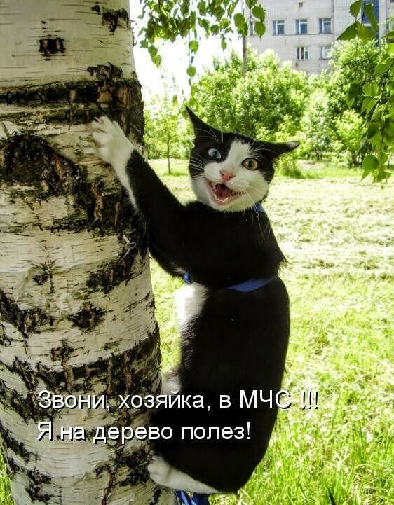 Котопост