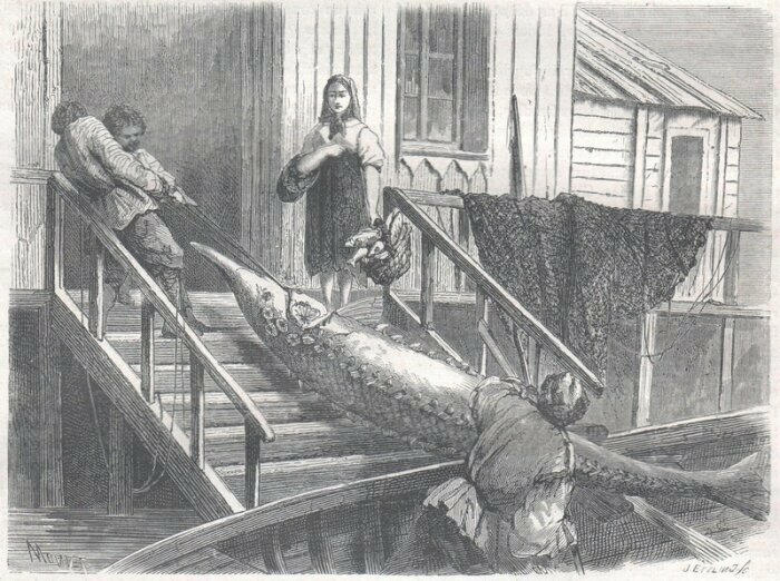 Астраханские рыбаки затаскивают гигантского осетра в избу.В Волге в то время действительно водилось много крупной рыбы,что подтверждают более поздние фотографии.Поскольку переносят рыбу прямо из лодки,можно предположить,что дома строили прямо на воде