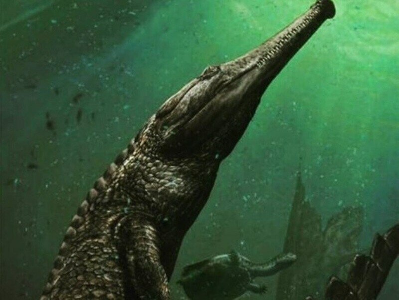 Мачимозавр Рекс