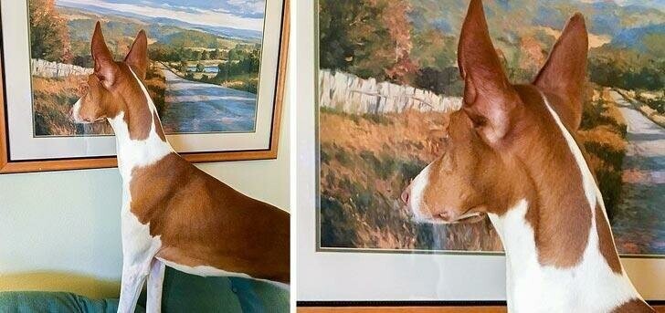 "Мой пёс думает, что картина это окно"