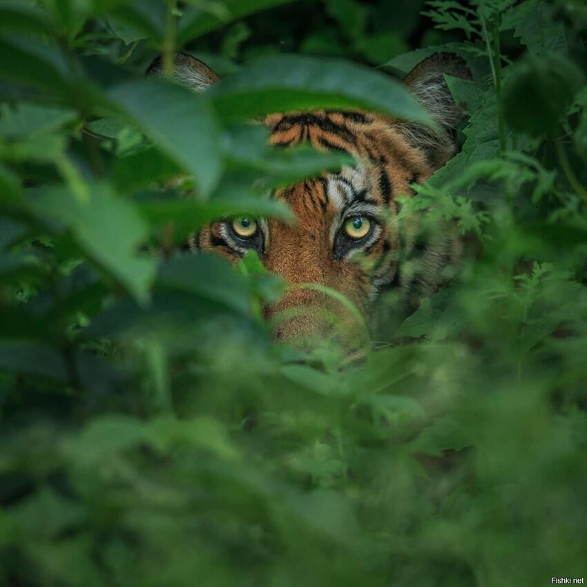 Солянка от 17.06.2019