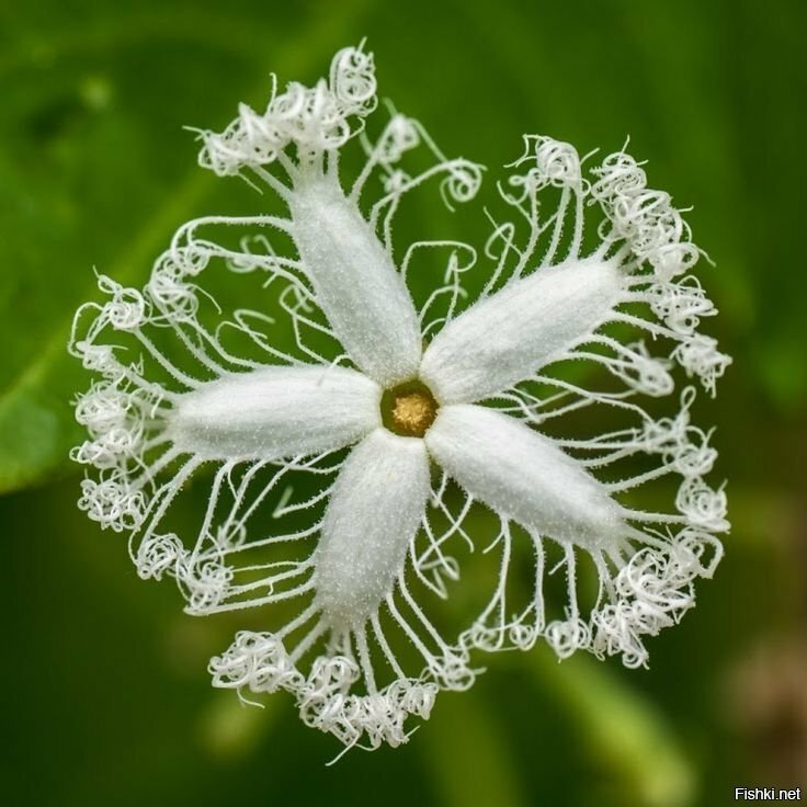 Так цветет японский змеевидный огурец - Трихозант (Trichosanthes)
