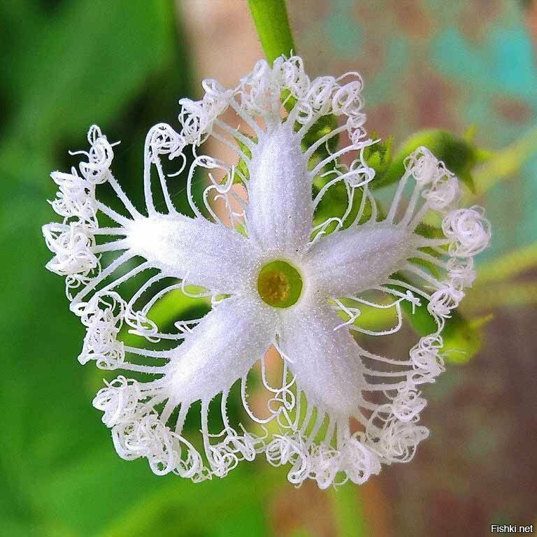 Так цветет японский змеевидный огурец - Трихозант (Trichosanthes)